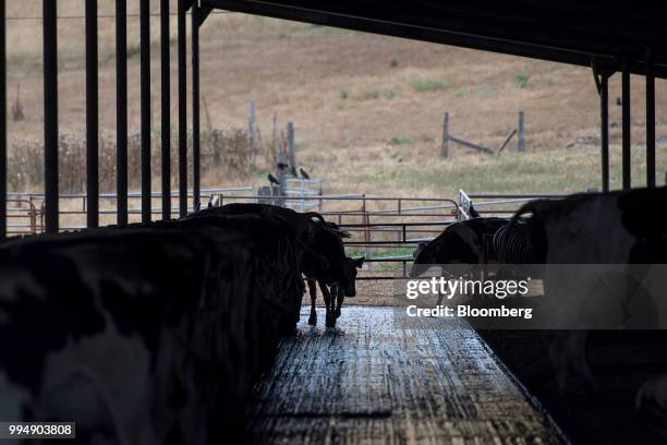 Dairy cows walk into a feeding barn at Lafranchi Ranch in Nicasio, California, U.S., on Friday, July 6, 2018. U.S. Producers fear Mexico's 25 percent...