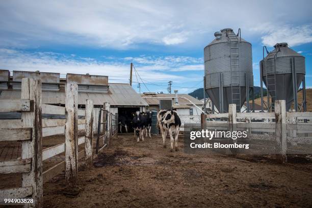 Dairy cows exit the milking barn at Lafranchi Ranch in Nicasio, California, U.S., on Friday, July 6, 2018. U.S. Producers fear Mexico's 25 percent...