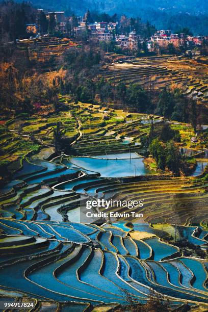 yuanyang rice terrace field during afternoon from top angle vertical view with village as background - yunnan province stock pictures, royalty-free photos & images