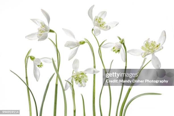 snowdrops - white flower imagens e fotografias de stock