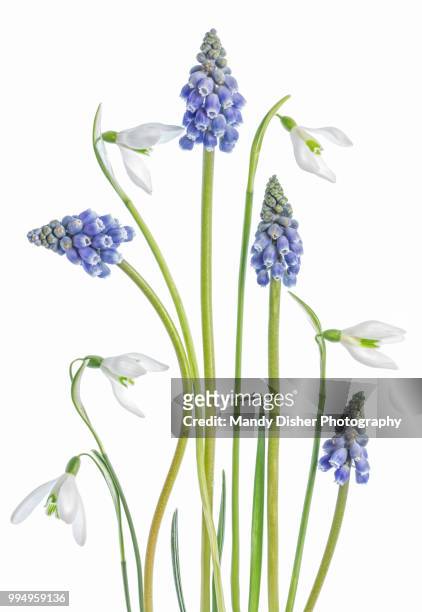 snowdrops and grape hyacinth - グレープヒヤシンス ストックフォトと画像