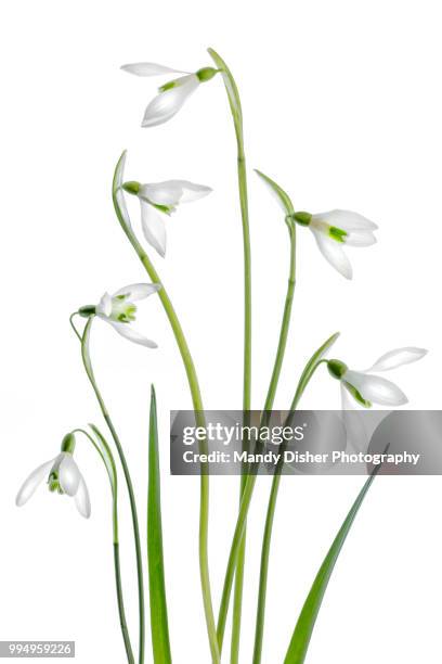 snowdrops - snowdrops stock-fotos und bilder