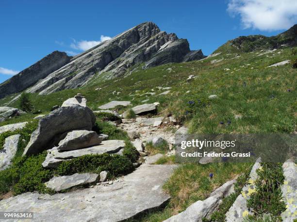 blue gentians (gentiana acaulis or gentiana kochiana) in vigezzo valley - footpath sign stock pictures, royalty-free photos & images