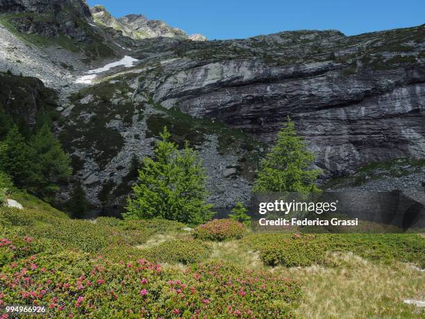 larch trees and wild flowers in bognanco valley - alpes lepontine - fotografias e filmes do acervo