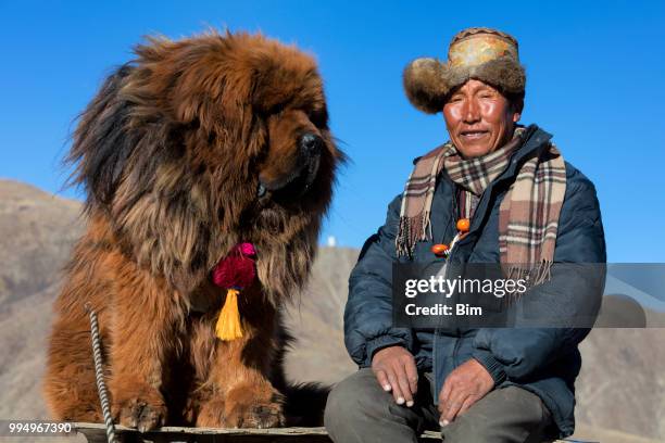 tibetan shepherd with his mastiff dog - tibetan mastiff imagens e fotografias de stock