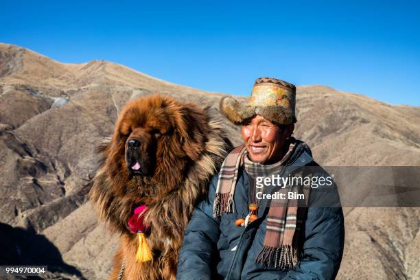 tibetan shepherd with his mastiff dog - tibetan mastiff imagens e fotografias de stock