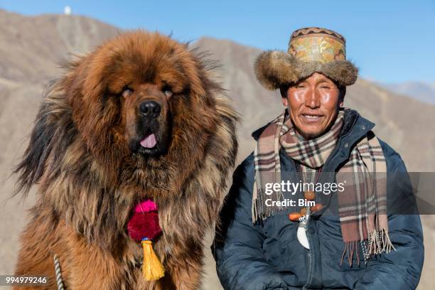 tibetan shepherd with his mastiff dog - tibetan ethnicity stock pictures, royalty-free photos & images