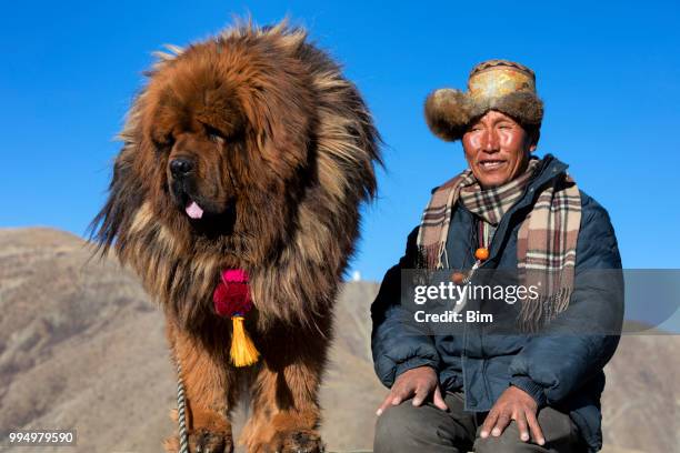 tibetan shepherd with his mastiff dog - tibetan mastiff imagens e fotografias de stock