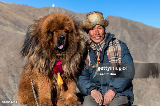tibetische hirten mit seinem hund mastiff - tibetan mastiff stock-fotos und bilder