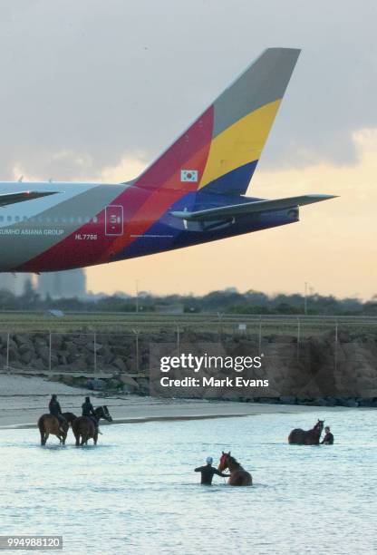 Racehorses have an early morning swim in Botany Bay as an Asiana Airlines jet taxis at Sydney Airport on July 10, 2018 in Sydney, Australia.