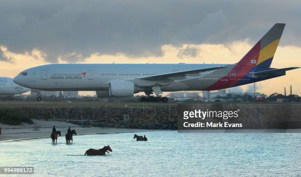 Racehorses have an early morning swim in Botany Bay as an Asiana Airlines jet taxis at Sydney Airport on July 10, 2018 in Sydney, Australia.