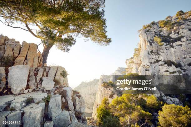Towering limestone cliffs and sun flare through a tree