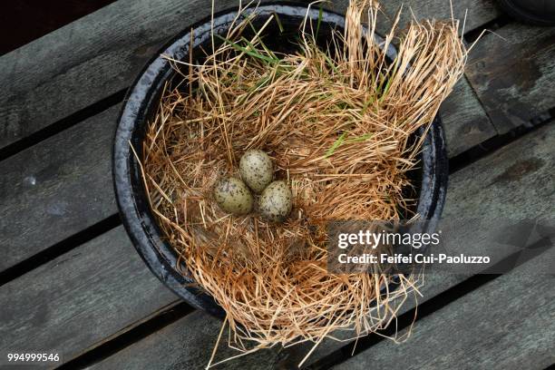 three seagull's eggs in a plant pot at harbor of ekkerøy, northern norway - pot plant stock pictures, royalty-free photos & images