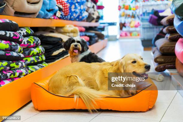 söt golden retriever i en djuraffär... vila i sällskapsdjur bädd - djuraffär bildbanksfoton och bilder