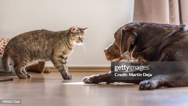 cats and dogs - hate stock-fotos und bilder