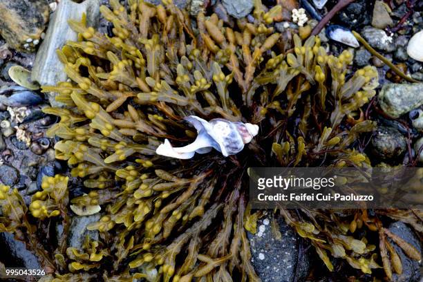 close-up of a sea shell on the seaweed near senja troll, norway - mar da noruega - fotografias e filmes do acervo