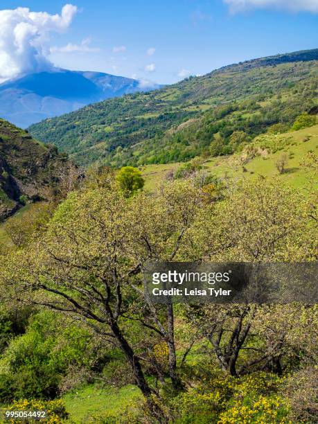 An acorn tree near the village of Capileira in the Sierra Nevada, Andalusia, Spain. Acorns are native to the area; they provide fodder for the black...