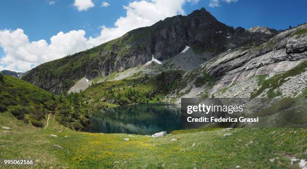 yellow buttercups flowering at lower paione lake (lago del paione inferiore), bognanco valley - alpes lepontine - fotografias e filmes do acervo