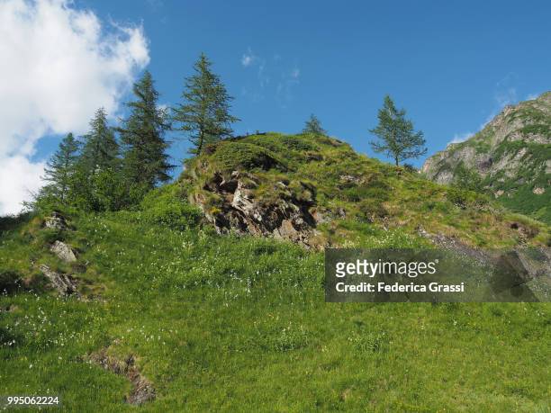 larch trees and paradisea liliastrum on granite outcrop in formazza valley - lepontinische alpen stock-fotos und bilder