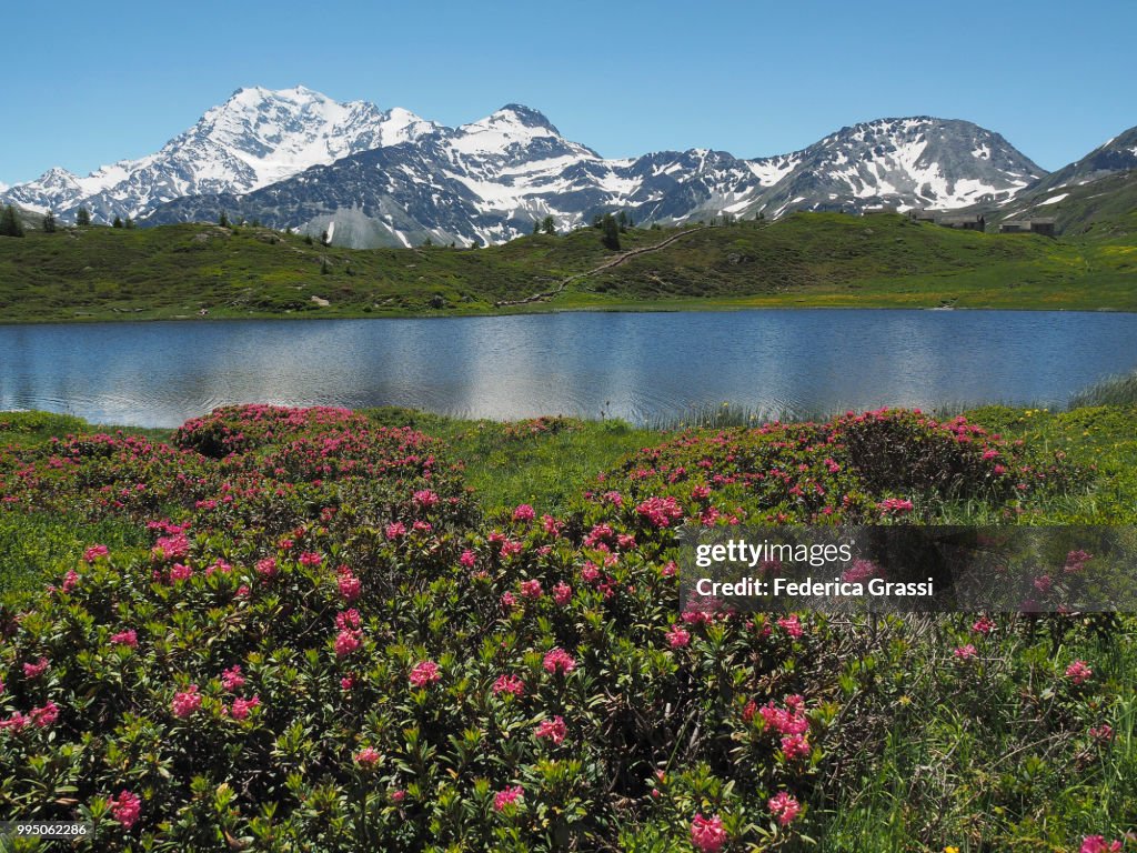 Wild Rhododendrons At Hopschusee, Simplon Pass