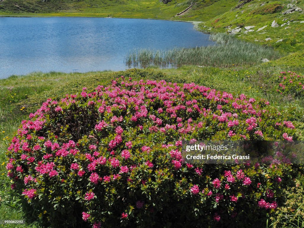 Summer At Simplon Pass, Switzerland