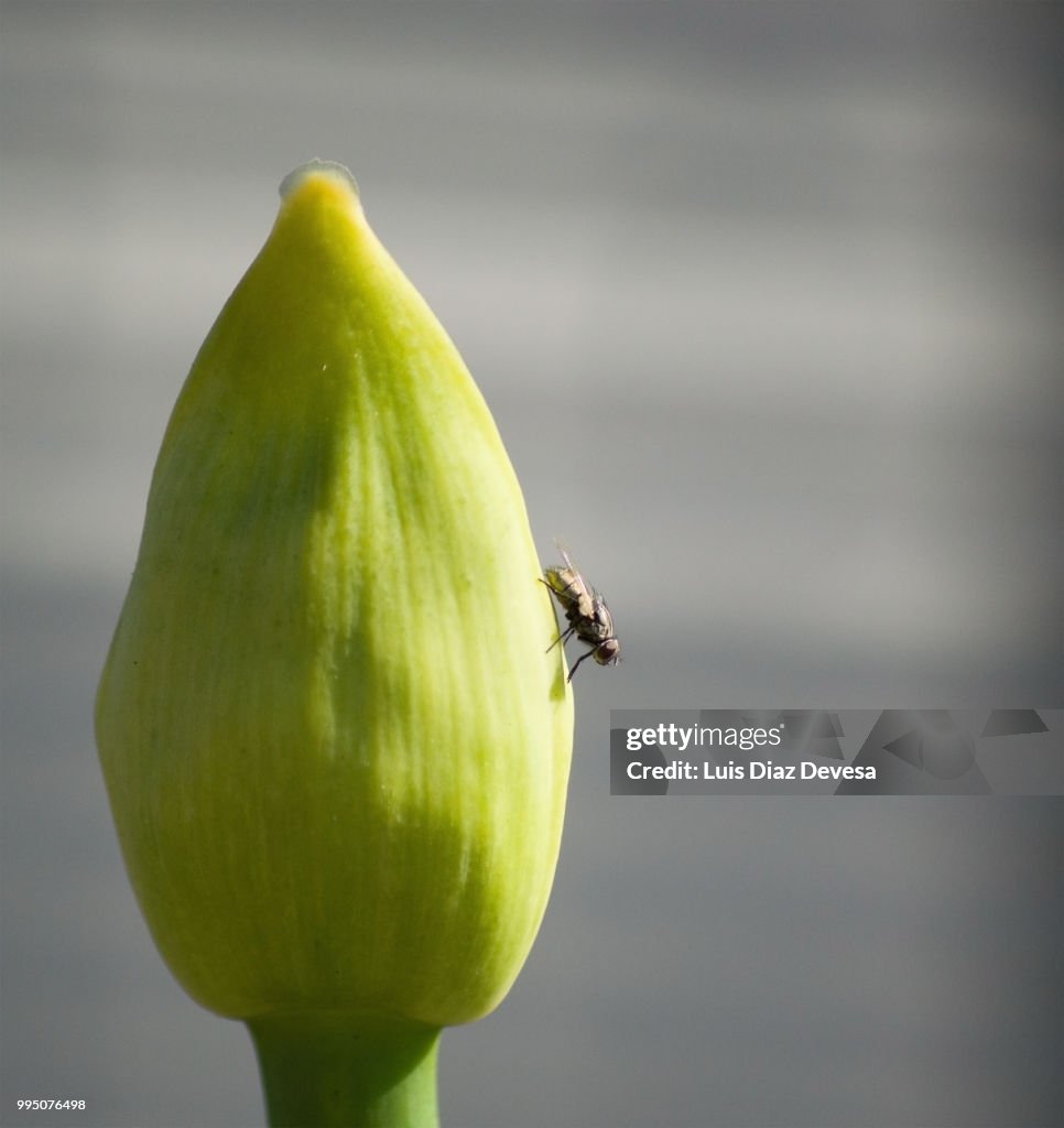 Housefly sucking white Agapanthus
