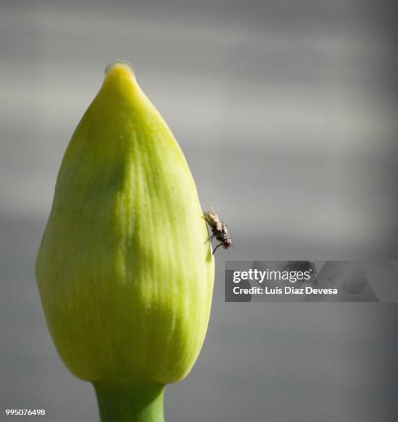 housefly sucking white agapanthus - pollen basket stock pictures, royalty-free photos & images