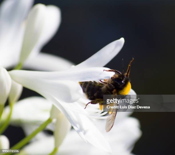 bumblebee sucking white agapanthus - pollen basket stock pictures, royalty-free photos & images