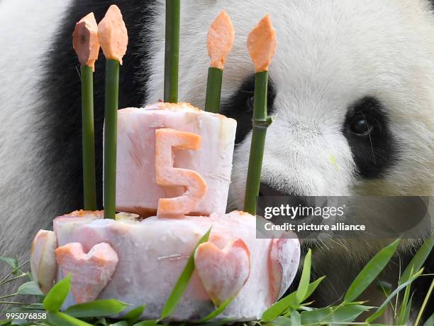 Dpatop - 10 July 2018, Germany, Berlin: Panda female Meng Meng takes a look at her birthday cake at her enclosure at the Berlin Zoological Garden....