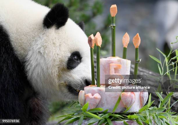 July 2018, Germany, Berlin: Panda female Meng Meng takes a look at her birthday cake at her enclosure at the Berlin Zoological Garden. The animal...