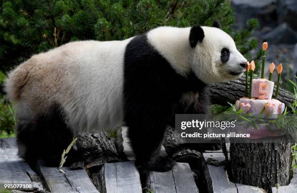 July 2018, Germany, Berlin: Panda female Meng Meng takes a look at her birthday cake at her enclosure at the Berlin Zoological Garden. The animal...