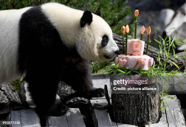 July 2018, Germany, Berlin: Panda female Meng Meng takes a look at her birthday cake at her enclosure at the Berlin Zoological Garden. The animal...