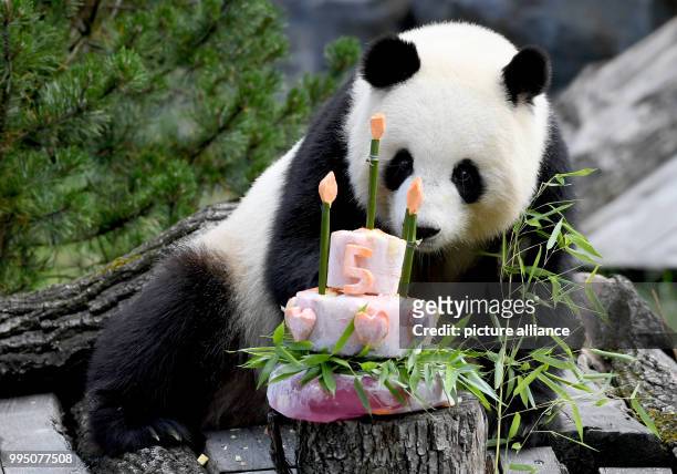 July 2018, Germany, Berlin: Panda female Meng Meng takes a look at her birthday cake at her enclosure at the Berlin Zoological Garden. The animal...