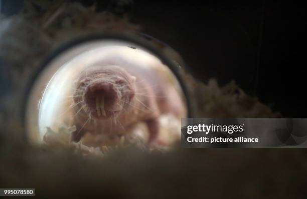 Naked mole rat walks through a tunnel during a press preview of the Aquazoo at the Loebbecke Museum in Duesseldorf, Germany, 21 September 2017. The...