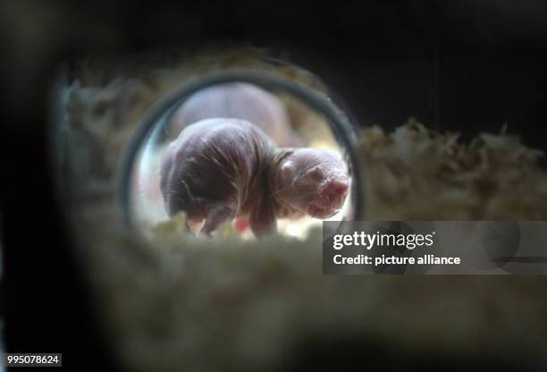 Naked mole rat can be seen during a press preview of the Aquazoo at the Loebbecke Museum in Duesseldorf, Germany, 21 September 2017. The museum...