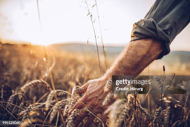 senior farm worker - oat field stock pictures, royalty-free photos & images