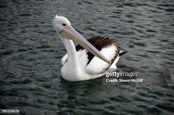 australian pelican (pelecanus conspicillatus) swimming at kiama, new south wales, australia - kiama stock-fotos und bilder