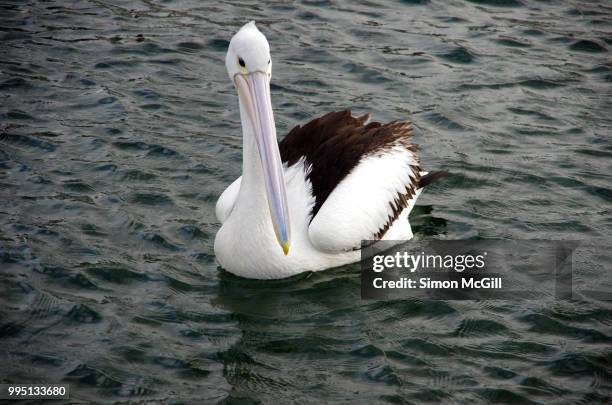 australian pelican (pelecanus conspicillatus) swimming at kiama, new south wales, australia - kiama stock-fotos und bilder