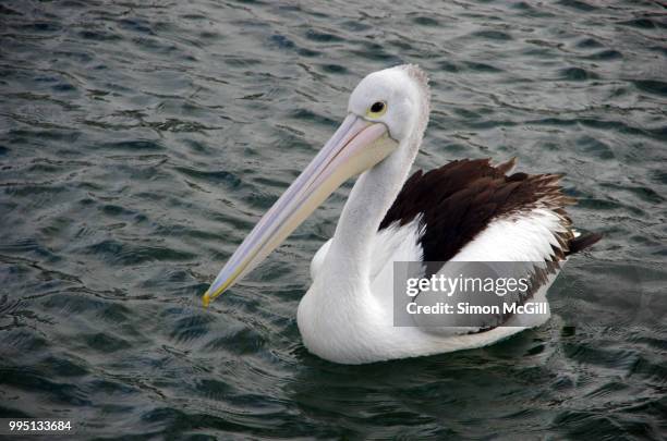 australian pelican (pelecanus conspicillatus) swimming at kiama, new south wales, australia - kiama stock-fotos und bilder