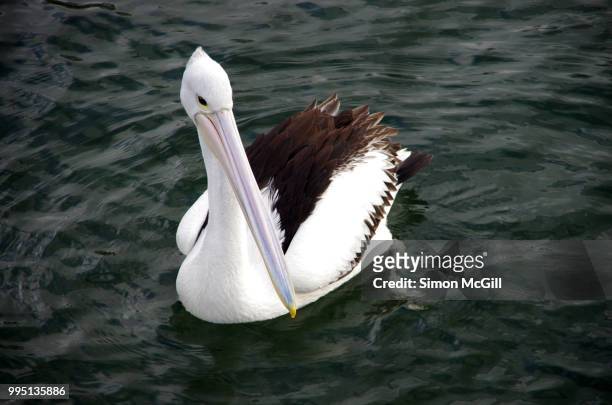 australian pelican (pelecanus conspicillatus) swimming at kiama, new south wales, australia - kiama stock-fotos und bilder