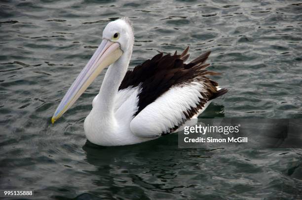 australian pelican (pelecanus conspicillatus) swimming at kiama, new south wales, australia - kiama australia stock pictures, royalty-free photos & images