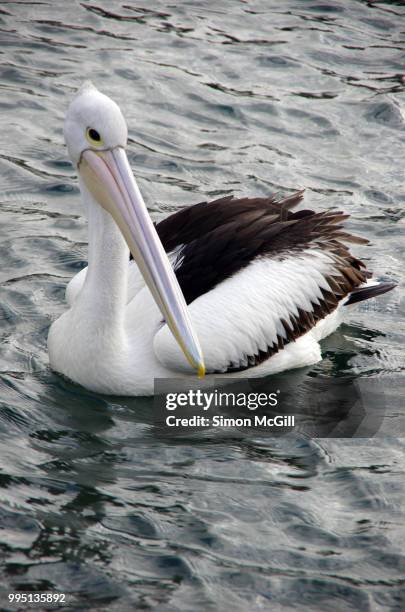 australian pelican (pelecanus conspicillatus) swimming at kiama, new south wales, australia - kiama stock-fotos und bilder