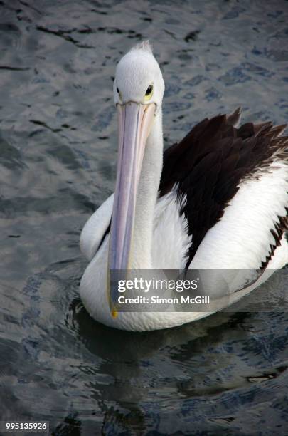 australian pelican (pelecanus conspicillatus) swimming at kiama, new south wales, australia - kiama stock-fotos und bilder