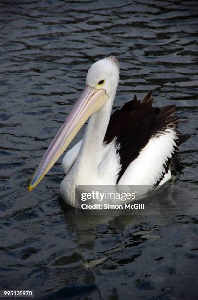 australian pelican (pelecanus conspicillatus) swimming at kiama, new south wales, australia - kiama stock-fotos und bilder