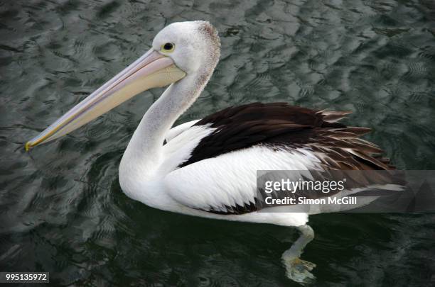 australian pelican (pelecanus conspicillatus) swimming at kiama, new south wales, australia - kiama stock-fotos und bilder