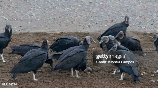 vultures eating turtle eggs - turtle egg stock pictures, royalty-free photos & images