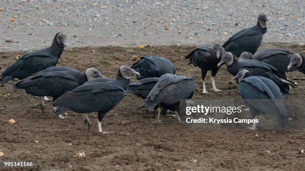 vultures eating turtle eggs - eggshells of olive ridley turtles found versova beach confirmed as nesting site stockfoto's en -beelden