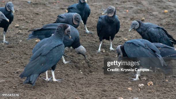 vultures eating turtle eggs - oeuf de tortue photos et images de collection