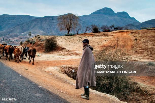 Basotho farmer drives his cattle along the road leading to the Maluti Mountains, on July 9, 2018.