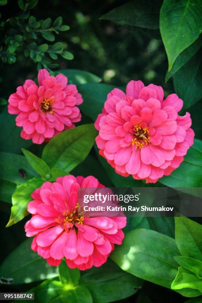 fabulous zinnia blooms - dipinto con colori sovrapposti foto e immagini stock